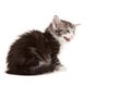 Cute Maine Coon Kitten Meowing