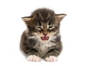 Cute Maine Coon Kitten Meowing