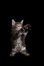 cute maine coon kitten playing standing on hind legs raising both paws