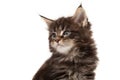 Cute Maine Coon kitten portrait
