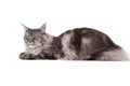 Cute maine coon lying alone Royalty Free Stock Photo