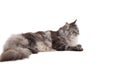 Cute maine coon relaxing and lying Royalty Free Stock Photo