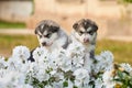 Cute Malamute puppies among white flowers on the flower bed