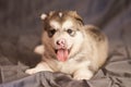 Cute Malamute puppy with pink nose,tongue sticking out, lying on a gray background