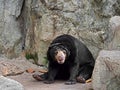 Cute Malayan Sun Bear Sit on The Ground Royalty Free Stock Photo