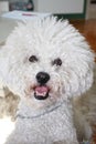 Cute male Bichon Frise Royalty Free Stock Photo