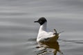 Bonaparte Gull floating on water in harbor