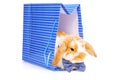 Cute male bunny with blue bow sits in present bag