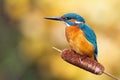 Cute male common kingfisher sitting on bulrush flower in spring at sunrise Royalty Free Stock Photo