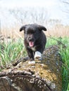 A cute male cream and black nosed Alsatian