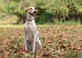 Cute male dog in a autumn scenery