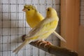 Two yellow canary birds