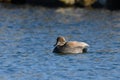 Cute male Gadwall duck floating on water Royalty Free Stock Photo