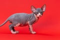 Cute male kitten of Canadian Sphynx standing on red background, looking at camera attentively