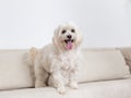 Cute male Maltese mixed dog staring intently with mouth open while standing on beige couch