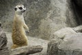 Cute male meerkat standing on the rock to beware lookout and watching the predator Royalty Free Stock Photo