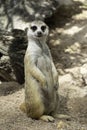 Cute male meerkat standing on the rock to beware lookout and watching the predator