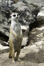 Cute male meerkat standing on the rock to beware lookout and watching the predator