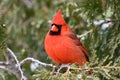 Cute male Northern Cardinal bird Royalty Free Stock Photo