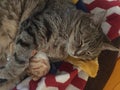 Cute Male Tabby with Leopard Markings Royalty Free Stock Photo