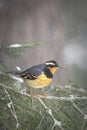 Cute male varied thrush