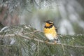 Cute male varied thrush on a small branch