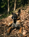 Cute Malinois dog sitting on the ground in a peaceful wooded area