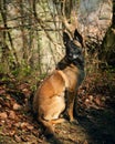 Cute Malinois dog sitting on the ground in a peaceful wooded area