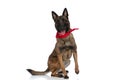 Cute malinois police dog with red bandana panting and sitting on back legs