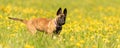 Cute Malinois puppy dog on a green meadow with dandelions in the season spring. Doggy is 12 weeks old