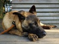 Cute malinois puppy lies on a wooden bench in the park, in close-up