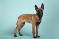 Cute Malinois puppy in profile looking towards camera on a colored background