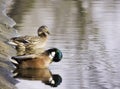 Cute mallard