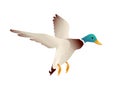 Cute mallard duck cute flying goose cartoon animal design vector illustration on white background Royalty Free Stock Photo