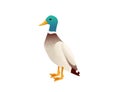 Cute mallard duck cute flying goose cartoon animal design vector illustration on white background Royalty Free Stock Photo