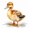 Cute Mallard Duck Watercolor Cartoon Illustration Royalty Free Stock Photo
