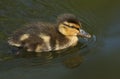 A cute Mallard duckling, Anas platyrhynchos, searching for food in a river.