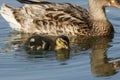 A cute Mallard Duckling, Anas platyrhynchos, swimming on a lake and feeding from the surface of the water. Royalty Free Stock Photo