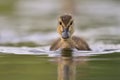 A cute mallard duckling (Anas platyrhynchos) swimming in water