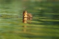 Cute mallard duckling resting at lakeside