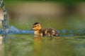 Cute mallard duckling resting at lakeside