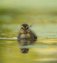 Cute mallard duckling resting at lakeside