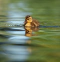 Cute mallard duckling resting at lakeside