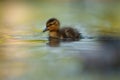 Cute mallard duckling resting at lakeside