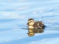 Cute mallard duckling swimming in a lake Royalty Free Stock Photo