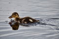 Cute Mallard duckling swims about the pond