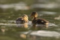 Cute mallard ducklings on pond