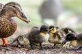 Cute Mallard variable coloured ducklings Anas platyrhynchos wi