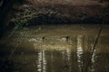 Cute mallards swimming in a lake in the forest, wild birds - ducks in a pond at british countryside - wildlife scene, nature