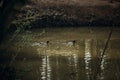 Cute mallards swimming in a lake in the forest, wild birds - ducks in a pond at british countryside - wildlife scene, nature Royalty Free Stock Photo